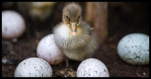 Photographer Captures Photo Of Mama Duck Raising 76 Ducklings Alone