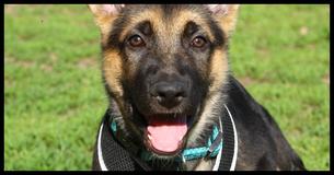 These Two German Shepherds Had Nothing But Each Other - And Needed Nothing Else, Except A 2nd Chance