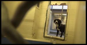Camera Captures The Heartwarming Moment A Confused Shelter Dog Realizes He Is About To Go Home