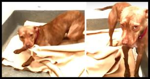 Heartwarming Video Shows Shelter Dog Making His Own Bed Goes Viral Instantly