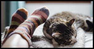 Partager un lit avec un chat? Tu pourrais devenir gravement malade                                        
                                    