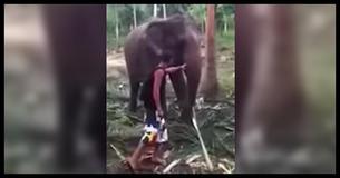 Elefante butta un turista a terra quando lui cerca di toccarlo                                        
                                    