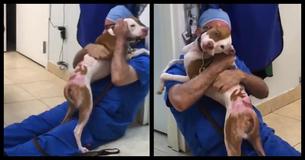 Severely Burned Dog Has An Emotional Reunion With The Vet Who Treated Him