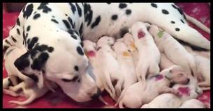 Toen deze dalmatiër werd geboren realiseerde de dierenarts zich dat hij een grote fout had gemaakt