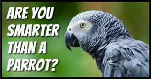 Are You Smarter Than A Parrot? Get 10/12 And You Are 