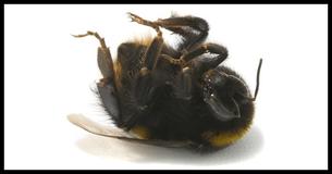 First Bumblebee Species Officially Added To Endangered List
