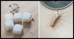 14 veel voorkomende insecten in huis en hoe je hier vanaf komt
