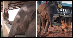 After His Herd Abandoned Him, This Baby Elephant Was Living A Lonely Life Until He Met An 'Unlikely' Friend
