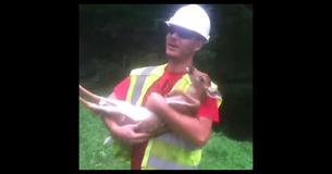 L'internet est en train de craquer pour la reaction de ce bébé chevreuil sauvé quand il se fait caresser le ventre