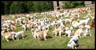 Over 300 Golden Retrievers Met In Scotland For The Breed's 150th Anniversary Bash