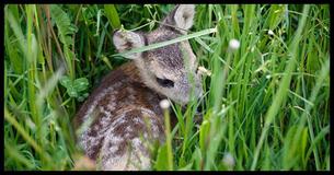 Fawn Rescued From A Ferocious Wildfire Thanks His Rescuer With A Sloppy Wet Kiss