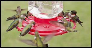 Everything You Need To Fill Your Yard With Gorgeous Hummingbirds