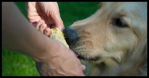 Ne donnez jamais à votre chien du maïs sur l'épi - En voici les raisons.