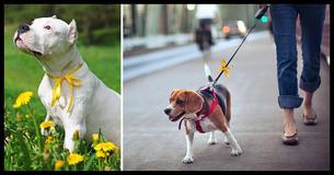 Se Você Ver uma Fita Amarela Amarrada na Coleira de um Cachorro, Faça Isso Imediatamente 
