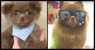 Baby Pomeranian Abandoned By Breeder Who Thinks He Is 'Too Big To Sell'
