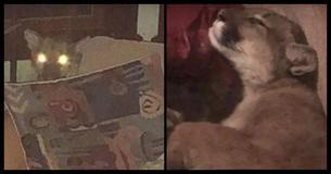 This Oregon Woman Looked Behind Her Sofa - And Saw A Mountain Lion