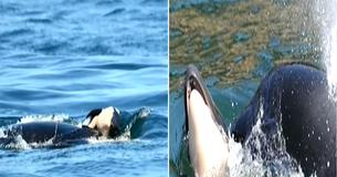 Photos Of Mama Whale In Mourning As She Carries Calf's Body Around For 7 Days Is Unbearable To See