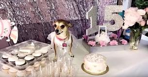 This Woman Threw A Quinceñera For Her Dog And Everyone Else Should Do It Now Too