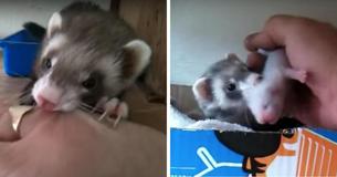 New Ferret Mom Shows Her Owner Her Newborn Babies In Adorable Video