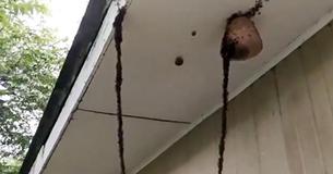 Video Of Ants Building Insect Bridge To Fight Wasp's Nest Goes Viral - And It's Frightening