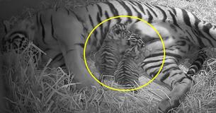 Zookeepers Watch Nervously As Critically Endangered Sumatran Tiger Gives Birth To Twins