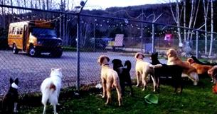Viral Video Shows Dogs Lining Up At Fence In A Move That Is Melting The Internet’s Heart