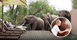 Tourists Freeze By The Pool As They Watch Wild Elephants Drop In For A Drink
