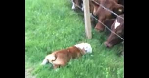 Bulldog Makes Friends With An Unusual Group - A Herd Of Baby Cows 