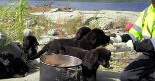 7 Newfoundland Puppies Were Discovered Living Alone On A Desolate Island In Canada