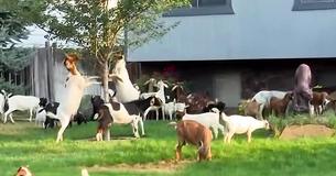 Swarm Of Goats Got Loose And Stormed An Unsuspecting Neighborhood