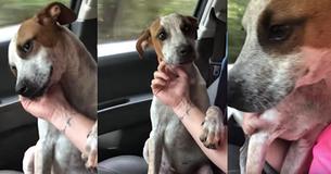 Dog's Gratitude After Being Rescued Will Move You To Tears