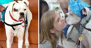Deaf Therapy Dog Helps Little Girl Testify Against Her Abuser
