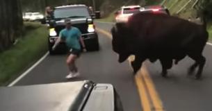 Man Goes To Jail For Fighting A Bison At Yellowstone National