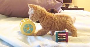 These Poodle Cats Are So Curly That You Will Squeal From The Cuteness