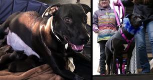 Owners Adopt Out Dog's 12 Puppies - Months Later, She Looks In The Yard To See An Amazing Surprise