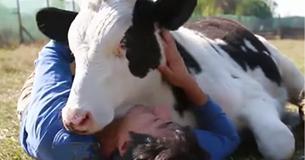 Are you stressed out? Cow cuddling Is The Latest Wellness Trend That Is Helping People Relax