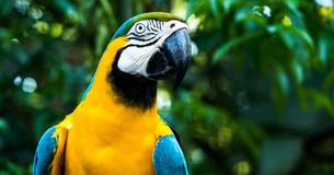 Foul-Mouthed Parrot Cusses Out Fire Brigade After Getting Stuck On A Roof
