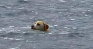 Un chien va à la plage tous les jours pour une baignade avec son meilleur ami secret