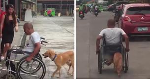 The Internet Is Touched After Seeing A Dog Pushing His Owner In A Wheelchair