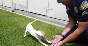 Cops Caught The Heartwarming Moment This Puppy Recognized The Officer Who Rescued Him On Camera