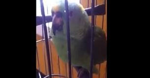 Shocked Owners Discover Their Parrot Crying Like A Baby