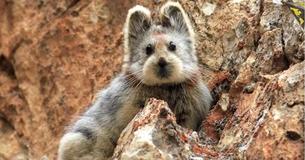 This Rare Animal Looks Just Like A Teddy Bear, But Is Even More Endangered Than A Panda