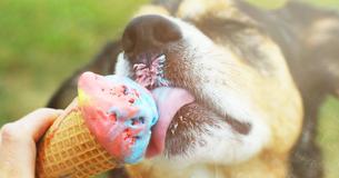 Gemeinsam ein Eis - Frauchen und Hund