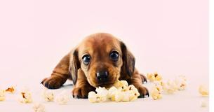 This Dachshund’s Photo Shoot with Her 6 Newlyborn Cute Puppies Is the Best Thing You’ll See All Day