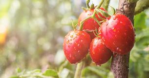 5 Gründe, mehr Tomaten zu essen