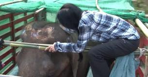 After Being Rescued From 73 Years Of Abuse, This Blind And Deaf Elephant Cries Happy Tears