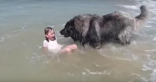 Cão enorme percebe perigo e resgata garotinha de forma adorável 