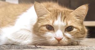 Deiner Katze geht es nicht gut – so zeigt sie es Dir