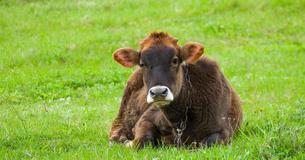 After Mother Cow Collapses In Sadness To Her Stillborn Calf, He Remains By Her Side To Comfort