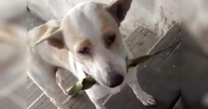 Stray Dog Thanks Woman Who Feeds Him By Bringing Her Gifts